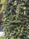 Parthenocissus tricuspidata