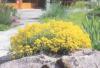 Alyssum