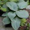 Hosta sieboldiana Elegans