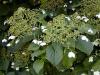 Hydrangea petiolaris
