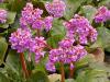 Bergenia cordifolia - bergénie