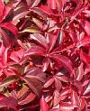 Parthenocissus quinquefolia