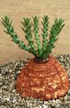 Euphorbia decidua