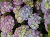 Hydrangea macrophylla - hortenzie