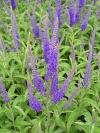 Veronica longifolia 'Blauriesin'