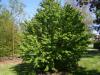 Cercidiphyllum japonicum - zmarličník japonský