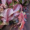 Parthenocissus quinquefolia - přísavník pětilistý