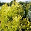 Thuja occidentalis 'Sunkist' - zerav západní