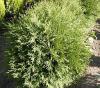 Thuja occidentalis 'Globosa' - zerav západní