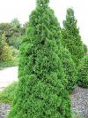 Thuja occidentalis 'Holmstrup' - zerav západní
