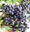 Aronia melanokarpa - aronie