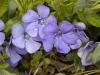 Vinca minor - barvínek menší