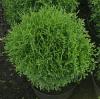 Thuja occidentalis 'Tiny Tim' - zerav západní