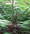 Ceratozamia mexicana - ceratozamie mexická (FLORA OLOMOUC)