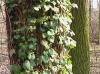 Popínavé rostliny (Hedera helix)
