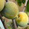Prunus domestica 'Reine Claude d´Oullins' - bluma