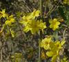 Jasminum nudiflorum - jasmín nahokvětý