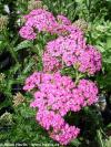 Achillea millefolium 'Pretty Belinda' - řebříček
