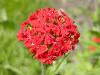 Lychnis chalcedonica - kohoutek chalcedonský