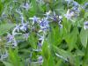 Amsonia tabernaemontana 'Blue Star' - amsónie