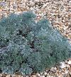 Artemisia schmidtiana 'Nana' - pelyněk Schmidtův (READERS DIGEST VÝBĚR)