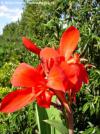 Canna 'Tropical Red' - dosna