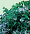 Hydrangea serrata 'Bluebird' - hortenzie pilovitá (READERS DIGEST VÝBĚR)