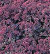Sedum 'Vera Jameson' - rozchodník (READERS DIGEST VÝBĚR)