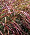 Panicum virgatum 'Rubrum' - proso prutnaté (READERS DIGEST VÝBĚR)