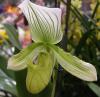 Paphiopedilum - střevičníkovec