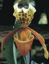Paphiopedilum insigne - střevičníkovec význačný (READERS DIGEST VÝBĚR)