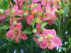 Alstroemeria - alstromérie