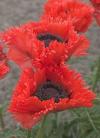 Papaver orientale 'Türkenlouis' - mák východní