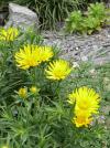 Inula - oman (PROVOBIS)