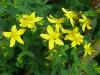 Hypericum perforatum - třezalka tečkovaná
