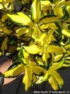 Euonymus fortunei 'Sunspot' - brslen Fortuneův
