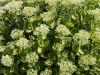 Sedum telephium - rozchodník nachový