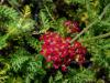 Achillea millefolium 'Paprika' - řebříček obecný