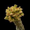 Euphorbia ankarensis - pryšec, euforbie (BRÁZDA) 