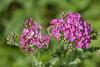 Achillea millefolium 'Excel' - řebříček