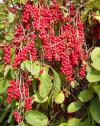 Schisandra chinensis - schizandra čínská, klanopraška