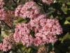 Sedum telephium 'Matrona' - rozchodník