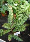 Calathea lancifolia  - kalátea
