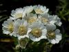 Achillea ptarmica 'Nana Compacta' - řebříček bertrám