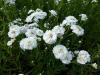 Achillea ptarmica 'The Pearl' - řebříček bertrám