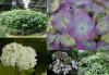 Hydrangea - hortenzie