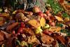 Úprava zahrádky na podzim: sbíráme plody a shrabujeme listí (PIXABAY) 