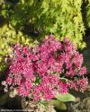 Sedum 'Mr. Goodbud' - rozchodník