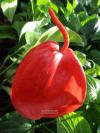 Anthurium scherzerianum - toulitka