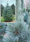 Pinus flexilis 'Vanderwolf's pyramid' - borovice ohebná